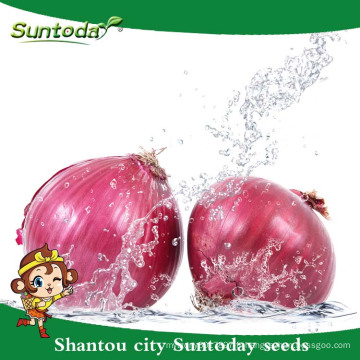 Suntoday légumes F1 organique jardin achat en ligne rouge violet oignon graines long plateau fournisseur (81003)